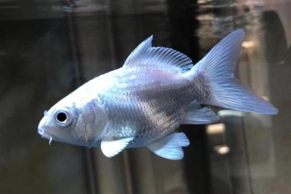 蝴蝶鲤的原产地,原产于中亚细亚