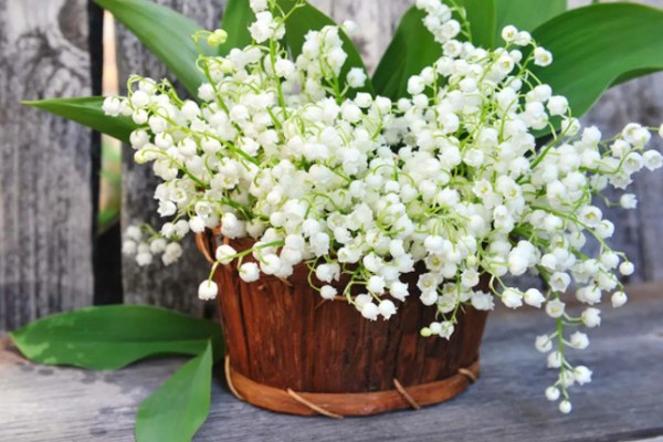 铃兰如何繁殖，一般情况下以分株繁殖为主