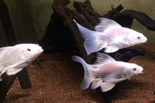 蝴蝶鲤的原产地,原产于中亚细亚