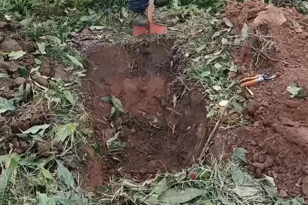 保护地栽培桃树用肥方式，用迟效性肥料作为基肥