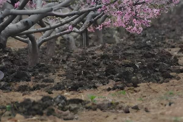 保护地栽培桃树用肥方式，用迟效性肥料作为基肥