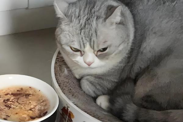 猫咪容易出现哪种骨折，创伤性和病理性骨折很常见