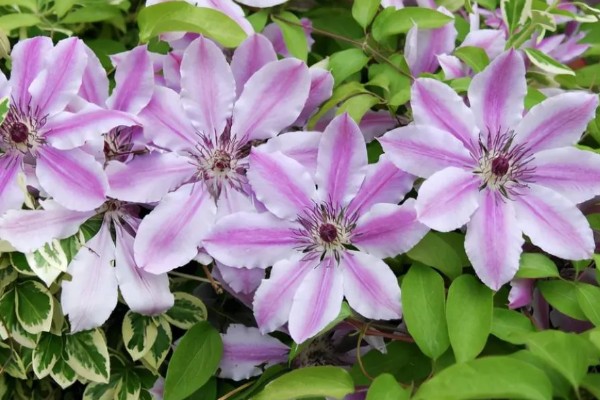 铁线莲是地栽好还是盆栽,地栽比较好