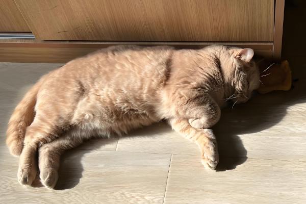 猫咪容易出现哪种骨折，创伤性和病理性骨折很常见