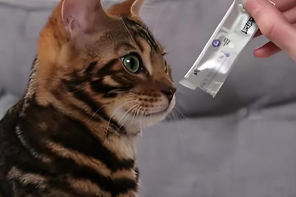 猫咪容易出现哪种骨折，创伤性和病理性骨折很常见