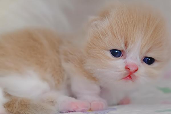 猫咪容易出现哪种骨折，创伤性和病理性骨折很常见