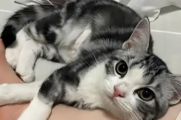 猫咪容易出现哪种骨折，创伤性和病理性骨折很常见