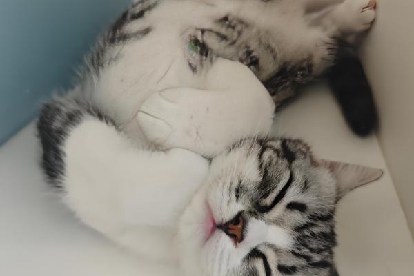 猫咪容易出现哪种骨折，创伤性和病理性骨折很常见