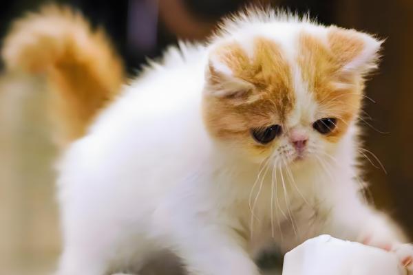 猫咪容易出现哪种骨折，创伤性和病理性骨折很常见