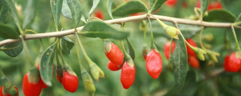 陕北适合种植哪些药材,适合种植枸杞、桔梗等