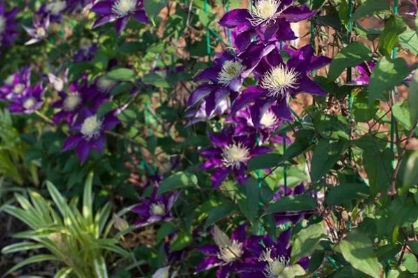 铁线莲是地栽好还是盆栽,地栽比较好