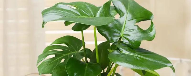 如何对龟背竹浇水,掌握见干见湿,浇则浇透的原则