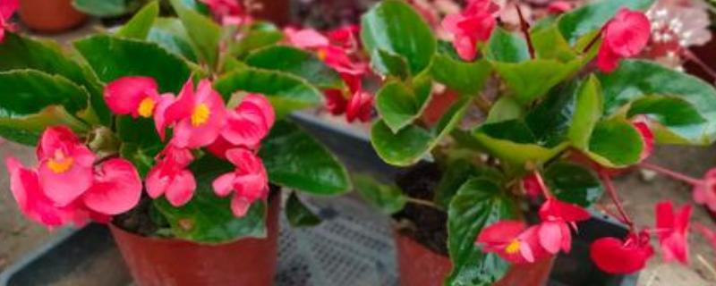 海棠有什么寓意，代表凄婉的恋爱、离别的哀愁等含义