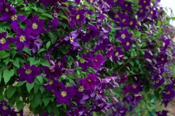 铁线莲是地栽好还是盆栽,地栽比较好