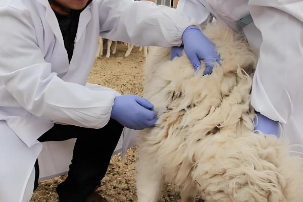 羊蜱虫用哪种药物来消灭,可以用杀螟松、倍硫磷等