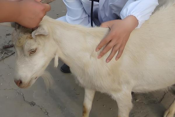 羊蜱虫用哪种药物来消灭,可以用杀螟松、倍硫磷等