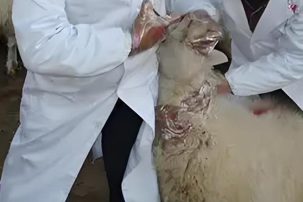 羊蜱虫用哪种药物来消灭,可以用杀螟松、倍硫磷等