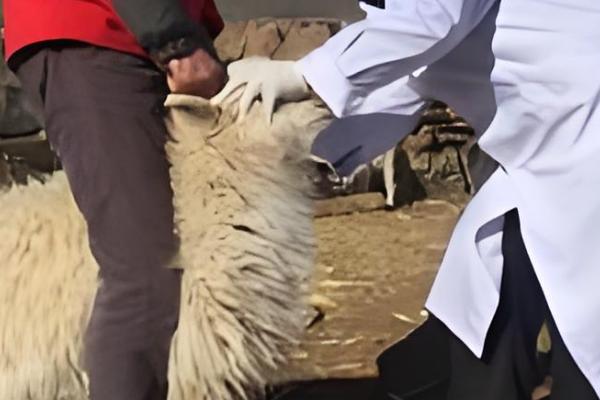 羊蜱虫用哪种药物来消灭,可以用杀螟松、倍硫磷等