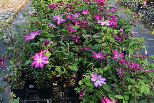 铁线莲是地栽好还是盆栽,地栽比较好