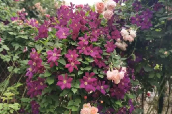 铁线莲是地栽好还是盆栽,地栽比较好