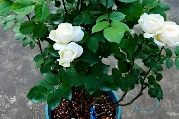 平阴玫瑰几月开花,在4-5月份开花