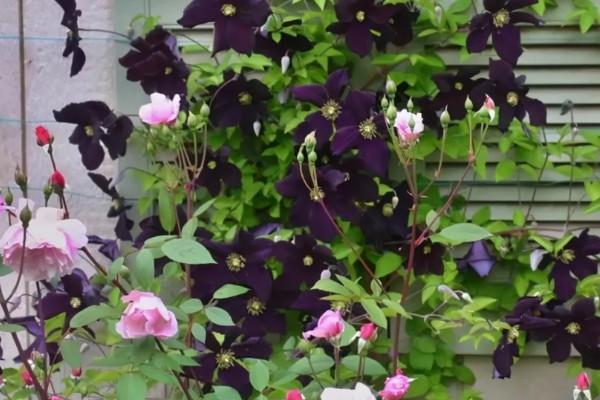 铁线莲是地栽好还是盆栽,地栽比较好