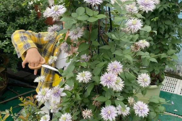 铁线莲是地栽好还是盆栽,地栽比较好