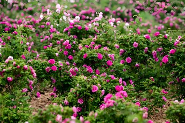 平阴玫瑰几月开花,在4-5月份开花
