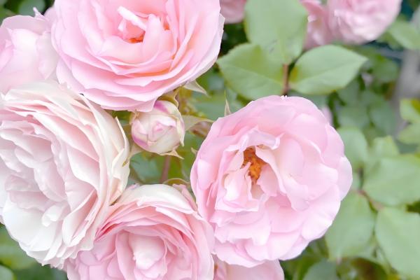 平阴玫瑰几月开花,在4-5月份开花