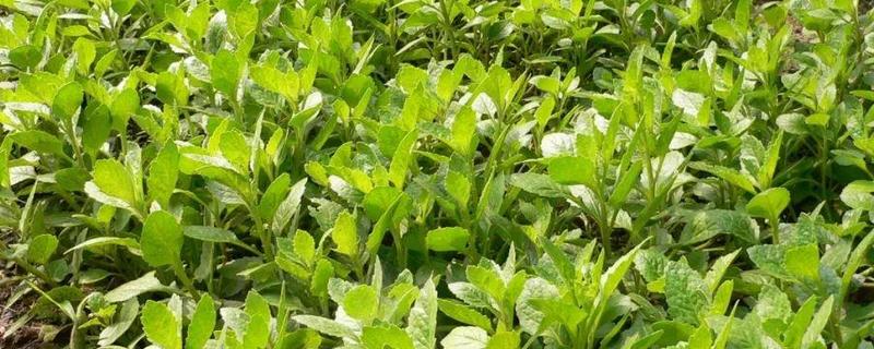 降糖草的简介,属于白子菜的全草