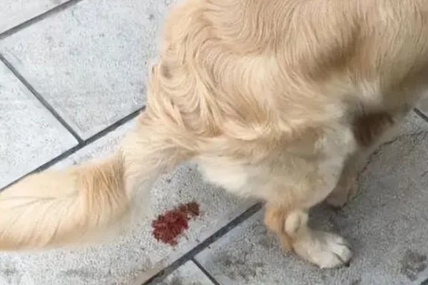 母狗发情期能洗澡吗,可以洗但要保证水质干净