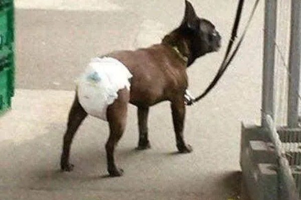 母狗发情期能洗澡吗,可以洗但要保证水质干净