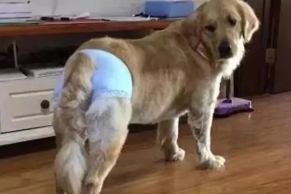 母狗发情期能洗澡吗,可以洗但要保证水质干净