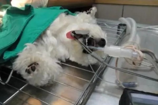 母狗发情期能洗澡吗,可以洗但要保证水质干净