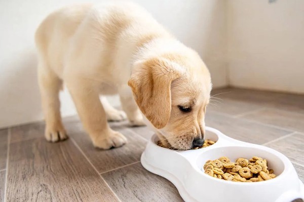 母狗发情期能洗澡吗,可以洗但要保证水质干净