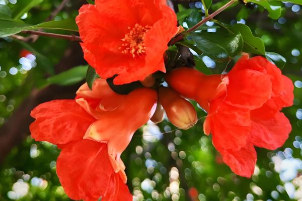 石榴花的养殖方法，每半个月左右施一次液肥