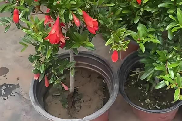 石榴花的养殖方法，每半个月左右施一次液肥