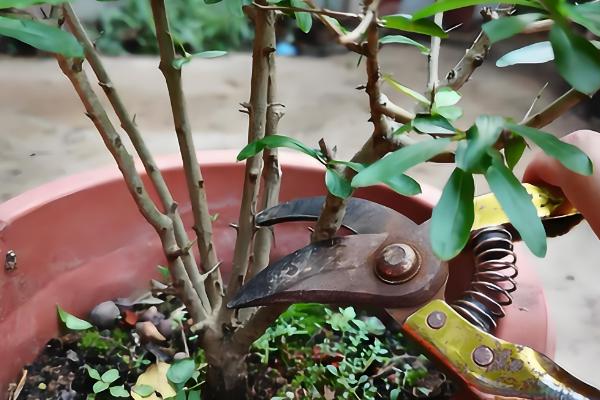 石榴花的养殖方法，每半个月左右施一次液肥