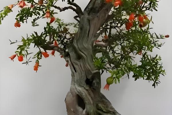 石榴花的养殖方法，每半个月左右施一次液肥