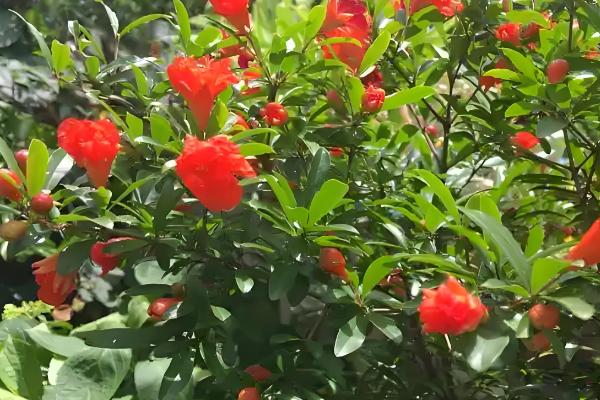 石榴花的养殖方法，每半个月左右施一次液肥