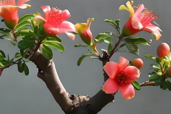 石榴花的养殖方法，每半个月左右施一次液肥