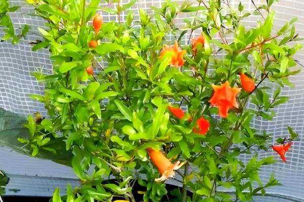 石榴花的养殖方法，每半个月左右施一次液肥