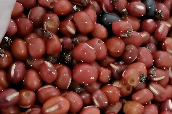 红豆里面出现黑色虫子怎么办,放在阴凉通风处它会自行爬出