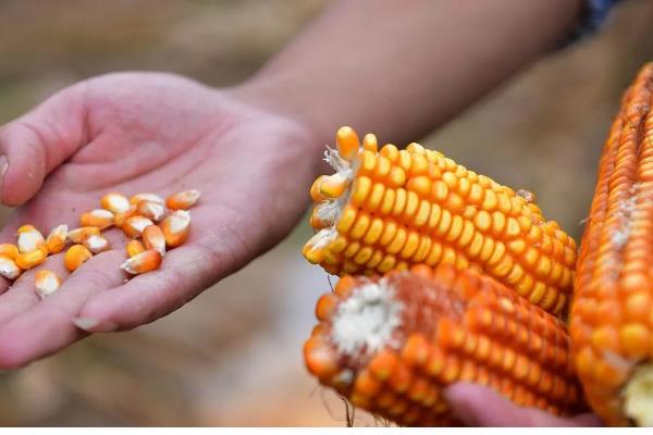 玉米的播种方法,播种前需晒种