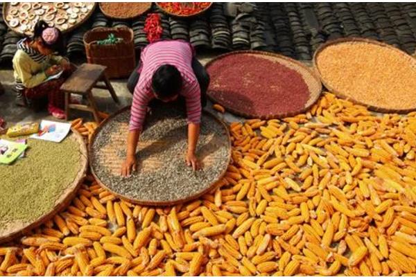 玉米的播种方法,播种前需晒种