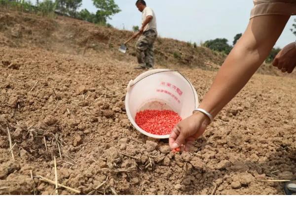 玉米的播种方法,播种前需晒种