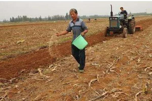 玉米的播种方法,播种前需晒种