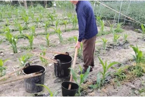 玉米的播种方法,播种前需晒种