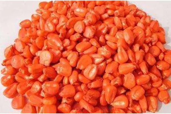 玉米的播种方法,播种前需晒种