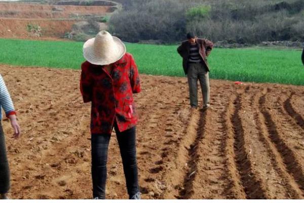 玉米的播种方法,播种前需晒种